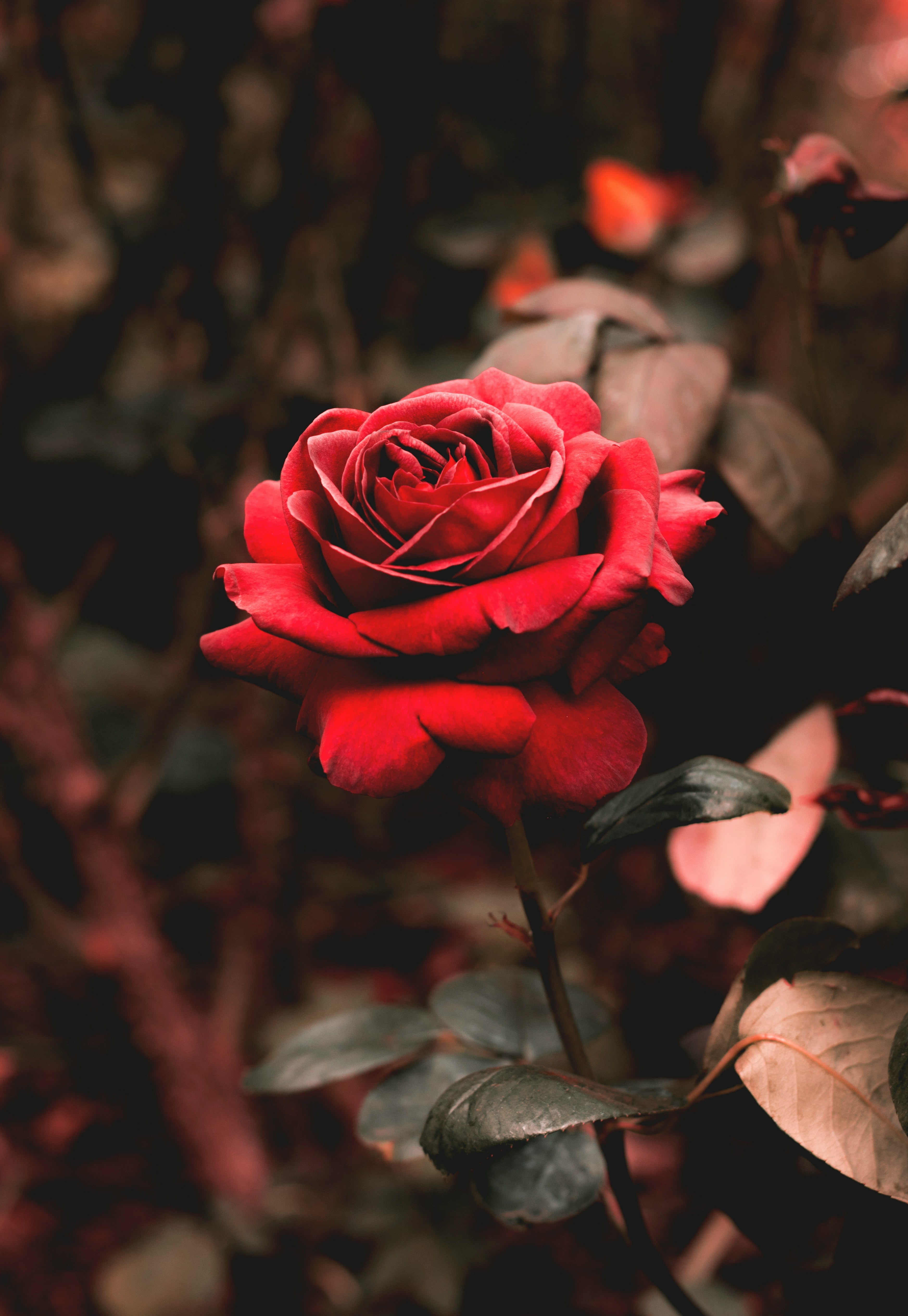 Close-up of a red rose with a blurred background
